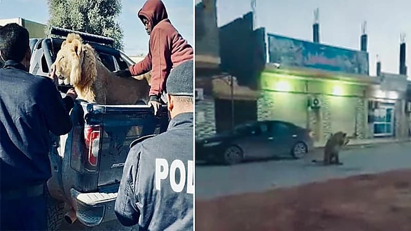 شاهد.. أسد مفترس يتجول في شارع عام بإحدى المدن دون رقابة