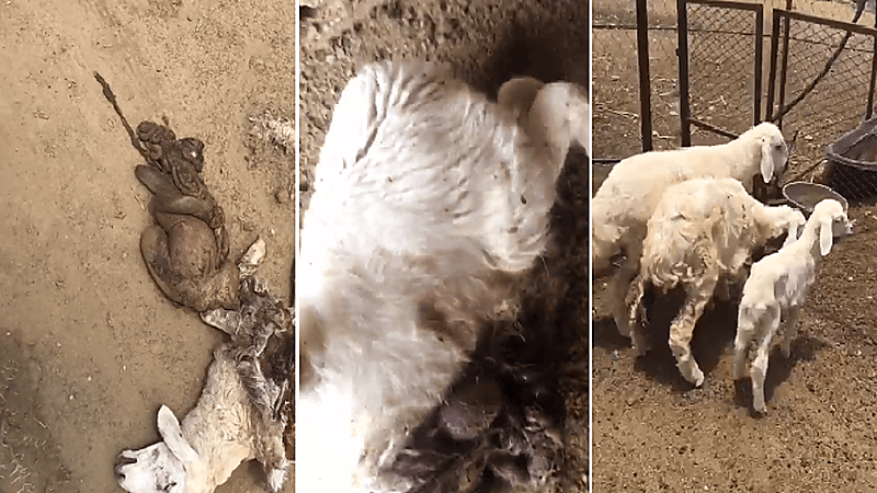 بالفيديو.. ذئب يهاجم أغنام مواطن بإحدى قرى أضم