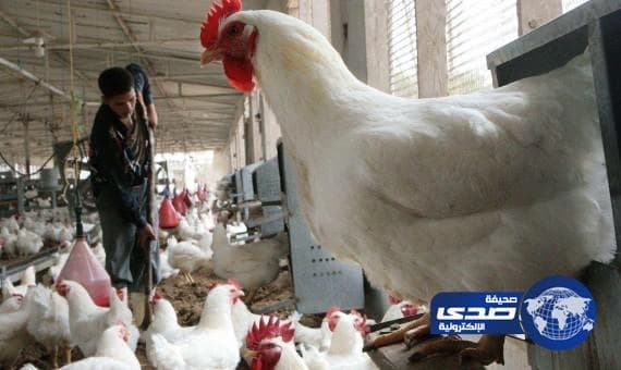 كوريا الجنوبية تعدم 30 مليون طائر بسبب تفشي الإنفلونزا