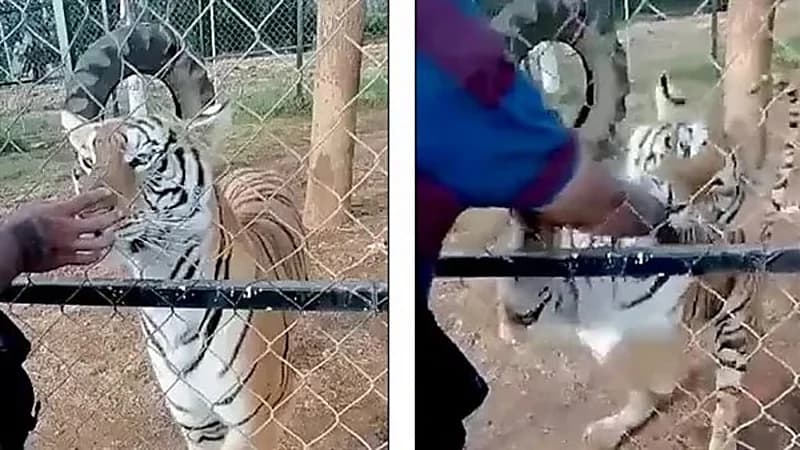 شاهد.. نمر ينهي حياة حارس حديقة حيوان بعد عضة غادرة