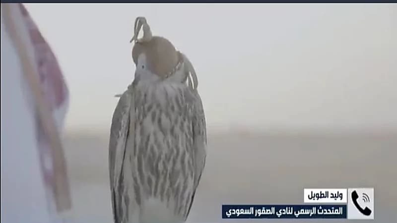 بالفيديو.. متحدث نادي الصقور يوضح الفئات المستحدثة في مهرجان الملك عبدالعزيز للصقور 2022