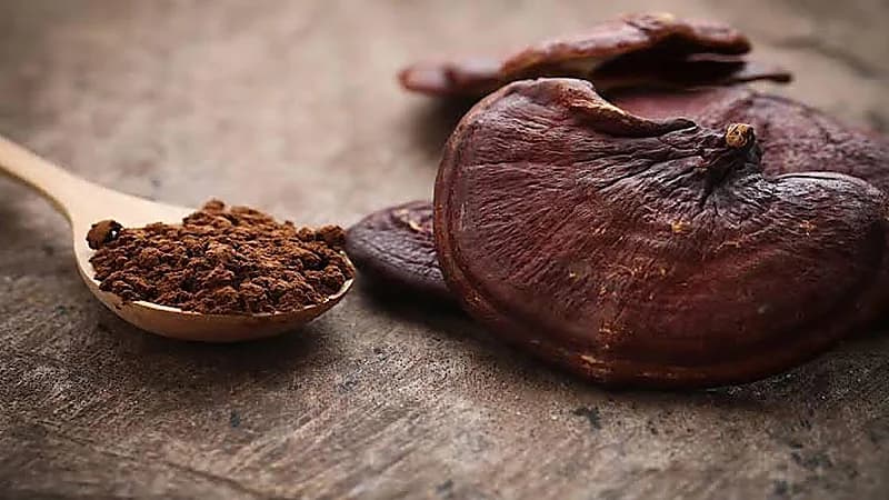 أخصائي تغذية علاجية: تأثير الفطر الريشي معجزة على الإنسان..فيديو