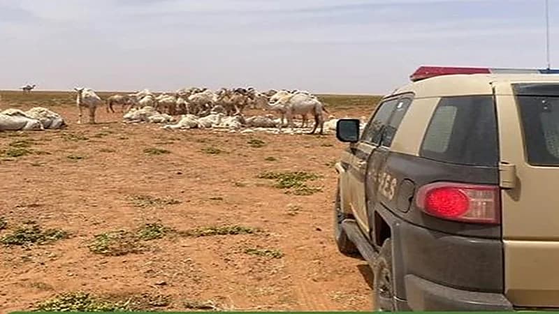 ضبط مقيم لمخالفته نظام البيئة بمحيمة الملك سلمان الملكية