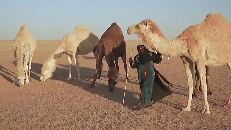 قصة وفاء لمواطنة تكرس حياتها لرعاية إبل زوجها الراحل .. فيديو