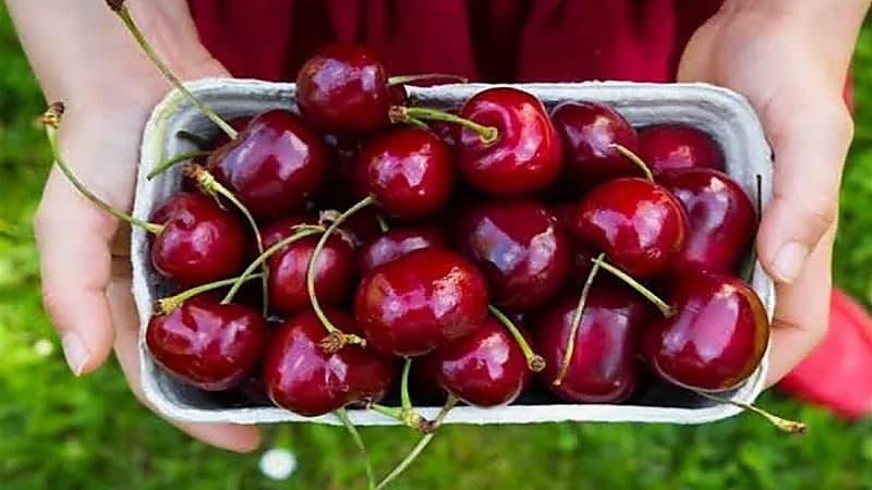 3 فوائد فعالة لتناول فاكهة الكرز .. فيديو