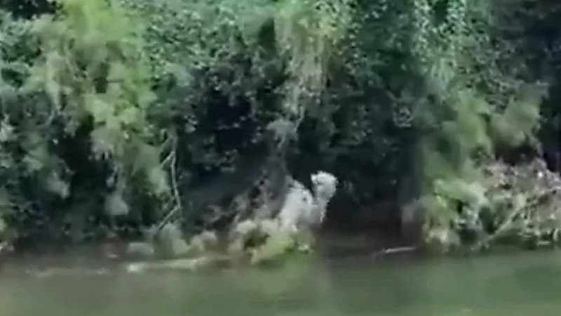 شباب ينقذون ناقة عالقة بين الأشجار في الباحة..فيديو