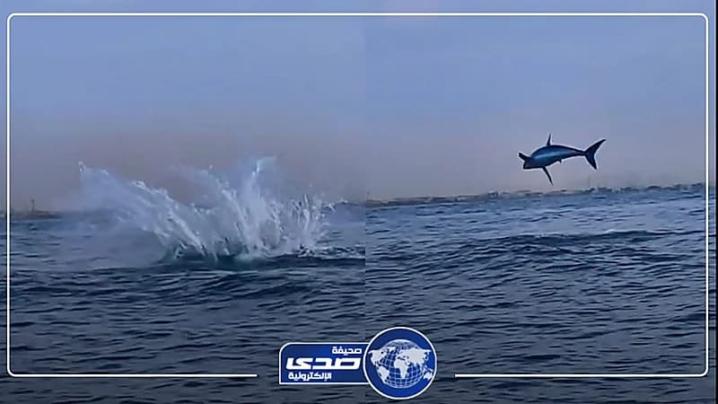 حقيقة ظهور قرش على سواحل ينبع .. فيديو