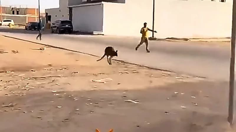 كنغر يتجول في المزاحمية غرب الرياض ويثير دهشة المواطنين.. فيديو