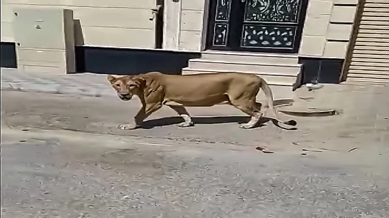 بالفيديو والصور .. السيطرة على أسد طليق في الخبر