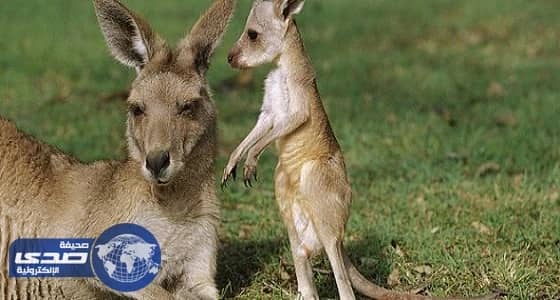 أعداد حيوان الكانجرو ضعف مواطني أستراليا