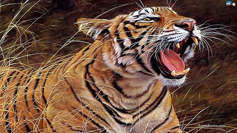 نمر ينقض على امرأة ورضيعها بعد خروجها من منزلها