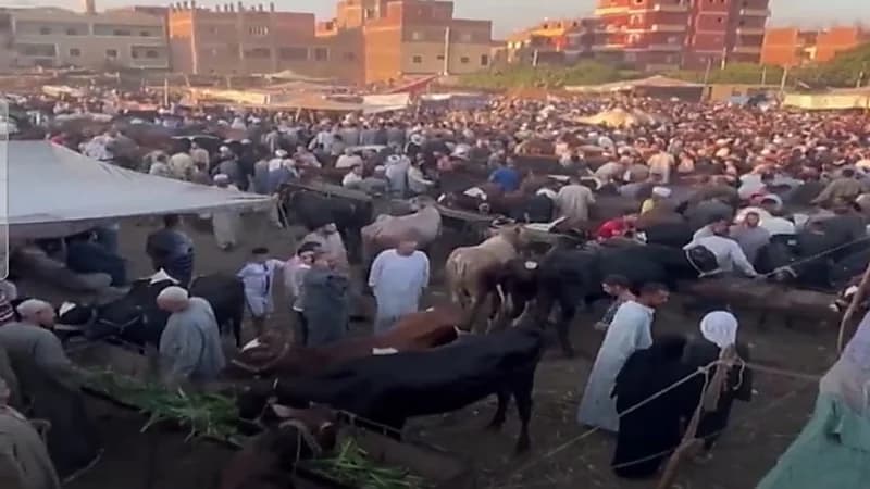 شاهد.. العثور على مقبرة حمير جديدة في مصر