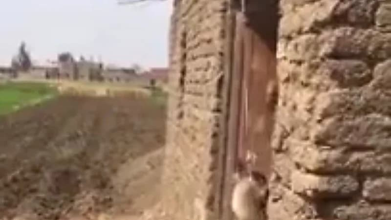 بالفيديو.. شخص يعذب كلبًا حتى الموت